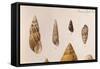 Various Shells-J. Green-Framed Stretched Canvas