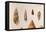 Various Shells-J. Green-Framed Stretched Canvas
