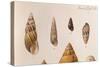 Various Shells-J. Green-Stretched Canvas