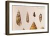 Various Shells-J. Green-Framed Art Print