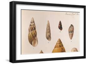 Various Shells-J. Green-Framed Art Print