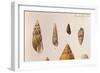 Various Shells-J. Green-Framed Art Print