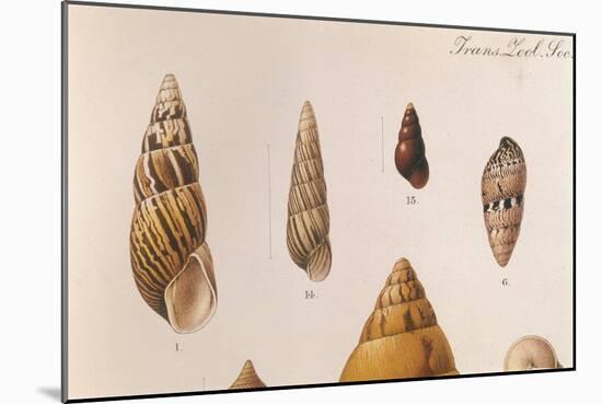 Various Shells-J. Green-Mounted Art Print