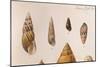 Various Shells-J. Green-Mounted Art Print