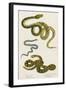 Various Snake Species-null-Framed Art Print