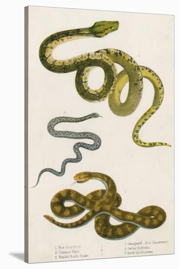 Various Snake Species-null-Stretched Canvas