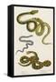 Various Snake Species-null-Framed Stretched Canvas