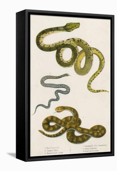 Various Snake Species-null-Framed Stretched Canvas