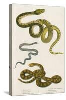 Various Snake Species-null-Stretched Canvas