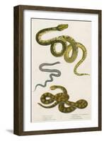 Various Snake Species-null-Framed Art Print