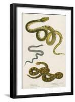 Various Snake Species-null-Framed Art Print