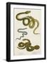 Various Snake Species-null-Framed Art Print
