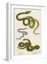 Various Snake Species-null-Framed Art Print