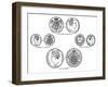 Various Sovereigns, C1895-null-Framed Giclee Print