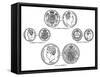 Various Sovereigns, C1895-null-Framed Stretched Canvas