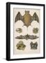 Various Species of Bat-null-Framed Art Print