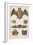 Various Species of Bat-null-Framed Art Print