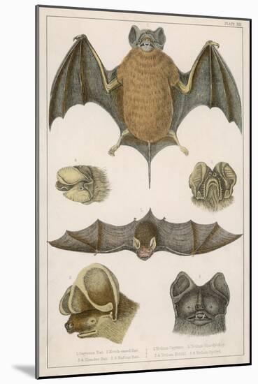 Various Species of Bat-null-Mounted Art Print