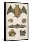 Various Species of Bat-null-Framed Stretched Canvas