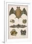 Various Species of Bat-null-Framed Premium Giclee Print