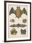 Various Species of Bat-null-Framed Premium Giclee Print