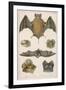 Various Species of Bat-null-Framed Premium Giclee Print