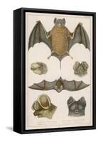 Various Species of Bat-null-Framed Stretched Canvas