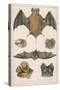 Various Species of Bat-null-Stretched Canvas