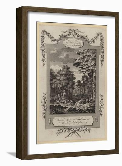 Various Species of Monkeys in the Island of Ceylon-null-Framed Giclee Print