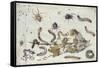 Various Spiders and Caterpillars, with a Sprig of Gooseberry, Early 1650S-Jan van Kessel-Framed Stretched Canvas