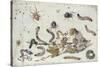 Various Spiders and Caterpillars, with a Sprig of Gooseberry, Early 1650S-Jan van Kessel-Stretched Canvas