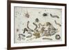 Various Spiders and Caterpillars, with a Sprig of Gooseberry, Early 1650S-Jan van Kessel-Framed Giclee Print