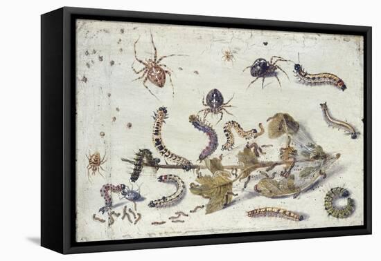 Various Spiders and Caterpillars, with a Sprig of Gooseberry, Early 1650S-Jan van Kessel-Framed Stretched Canvas