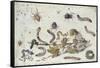 Various Spiders and Caterpillars, with a Sprig of Gooseberry, Early 1650S-Jan van Kessel-Framed Stretched Canvas