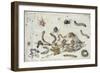 Various Spiders and Caterpillars, with a Sprig of Gooseberry, Early 1650S-Jan van Kessel-Framed Giclee Print