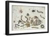 Various Spiders and Caterpillars, with a Sprig of Gooseberry, Early 1650S-Jan van Kessel-Framed Giclee Print