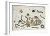 Various Spiders and Caterpillars, with a Sprig of Gooseberry, Early 1650S-Jan van Kessel-Framed Giclee Print