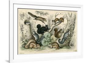 Various Squirrels 19C-J Bower-Framed Art Print