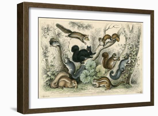 Various Squirrels 19C-J Bower-Framed Art Print