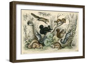 Various Squirrels 19C-J Bower-Framed Art Print