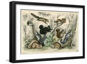 Various Squirrels 19C-J Bower-Framed Art Print