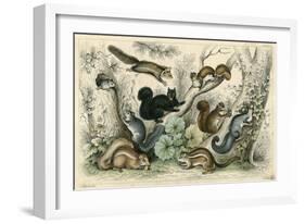 Various Squirrels 19C-J Bower-Framed Art Print