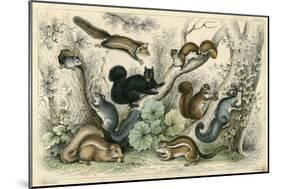 Various Squirrels 19C-J Bower-Mounted Art Print