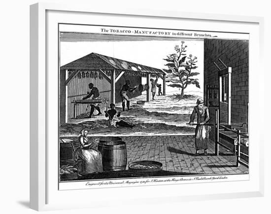 Various Stages in the Production of Tobacco, Virginia, USA, 1750-null-Framed Giclee Print