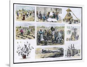 Various Stages of Cotton Processing-null-Framed Art Print