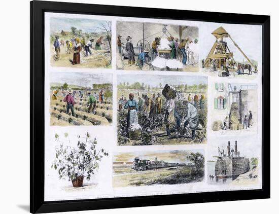 Various Stages of Cotton Processing-null-Framed Art Print