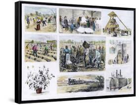 Various Stages of Cotton Processing-null-Framed Stretched Canvas