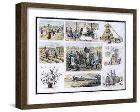 Various Stages of Cotton Processing-null-Framed Art Print