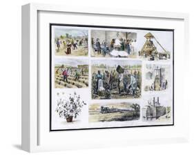 Various Stages of Cotton Processing-null-Framed Art Print