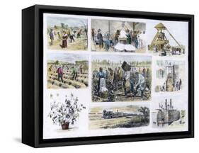 Various Stages of Cotton Processing-null-Framed Stretched Canvas